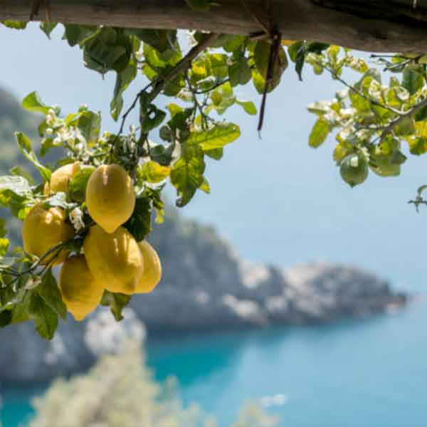 Visite et dégustation de Limoncello avec déjeuner